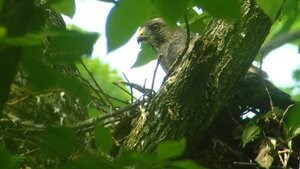 perched broadwing