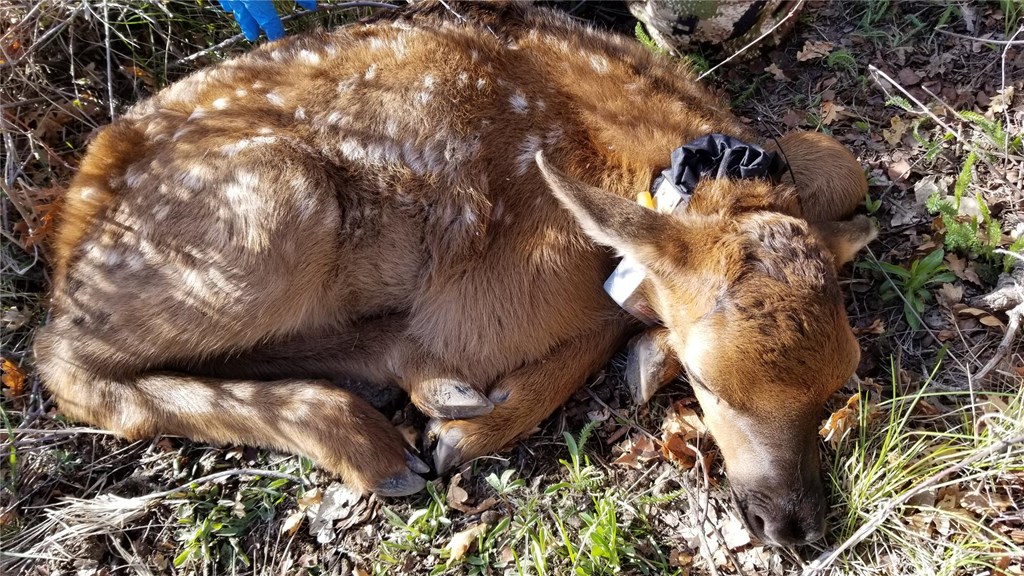 Young Elk