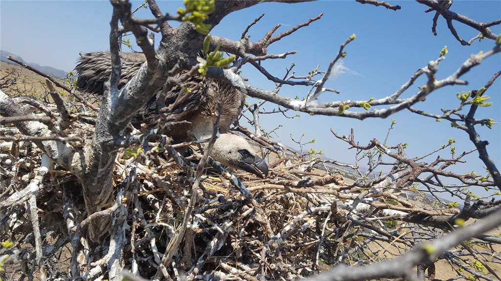 Vulture Nest