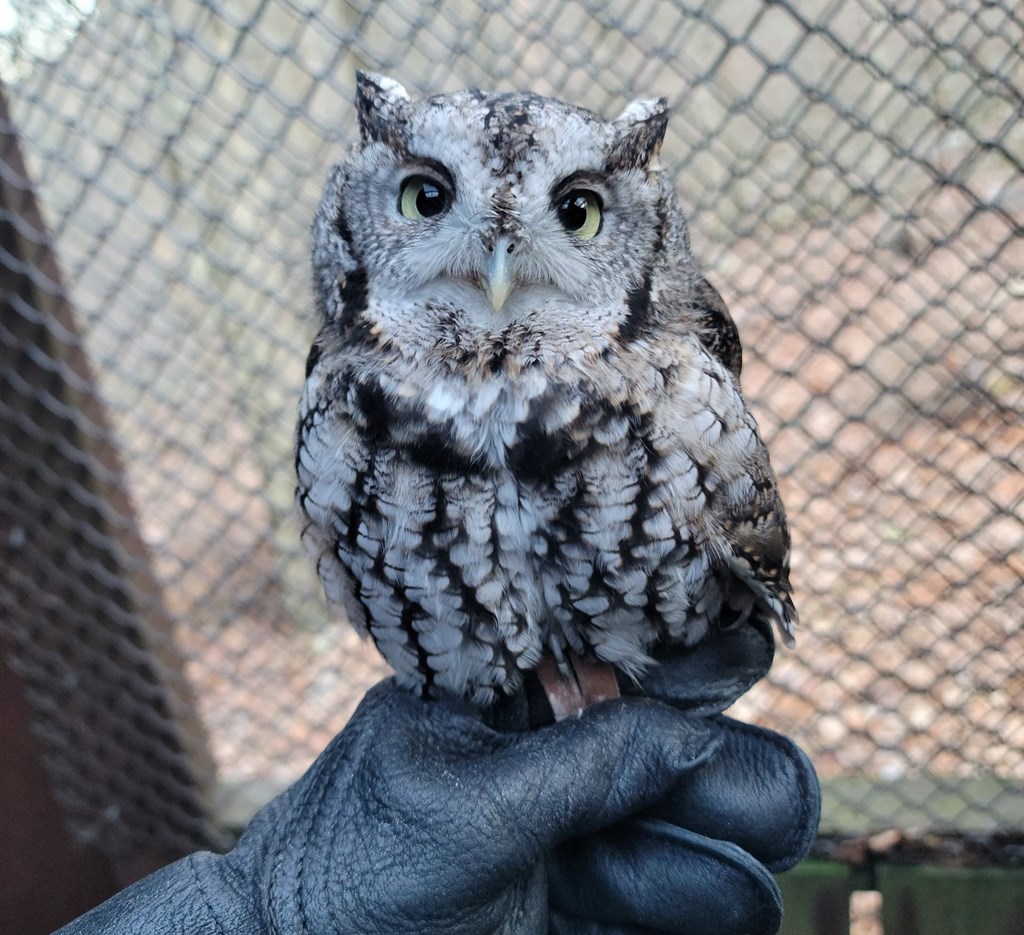 Gray Screech Owl on Educator Glove