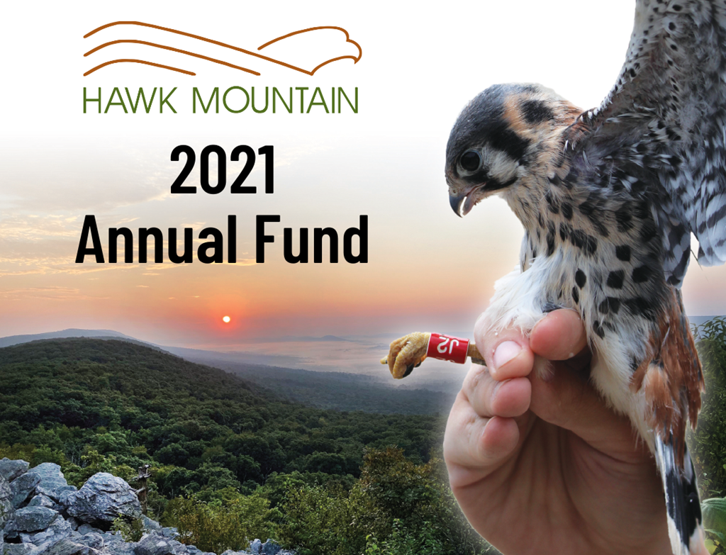 2021 Annual Fund Graphic