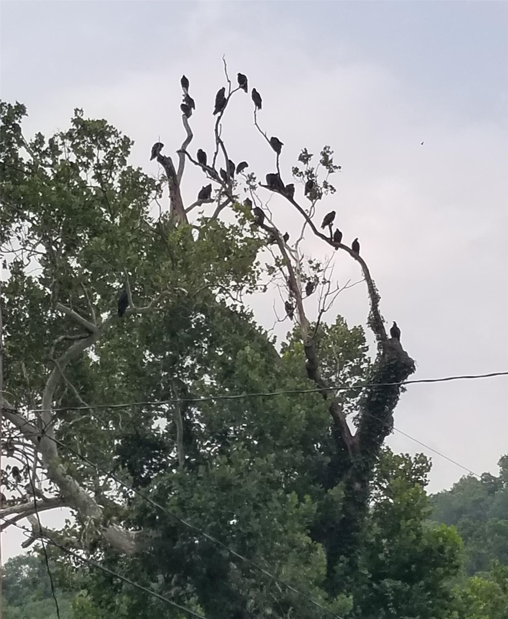 Committee of vultures perched on a tree