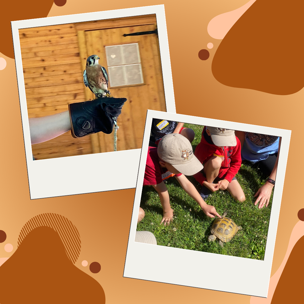 All About Animals Summer Camp graphic