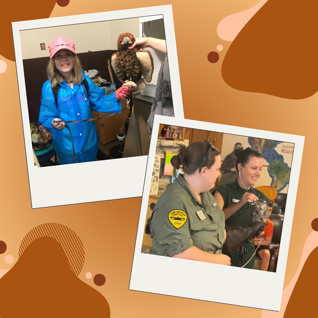 Junior Veterinarian Summer Camp graphic