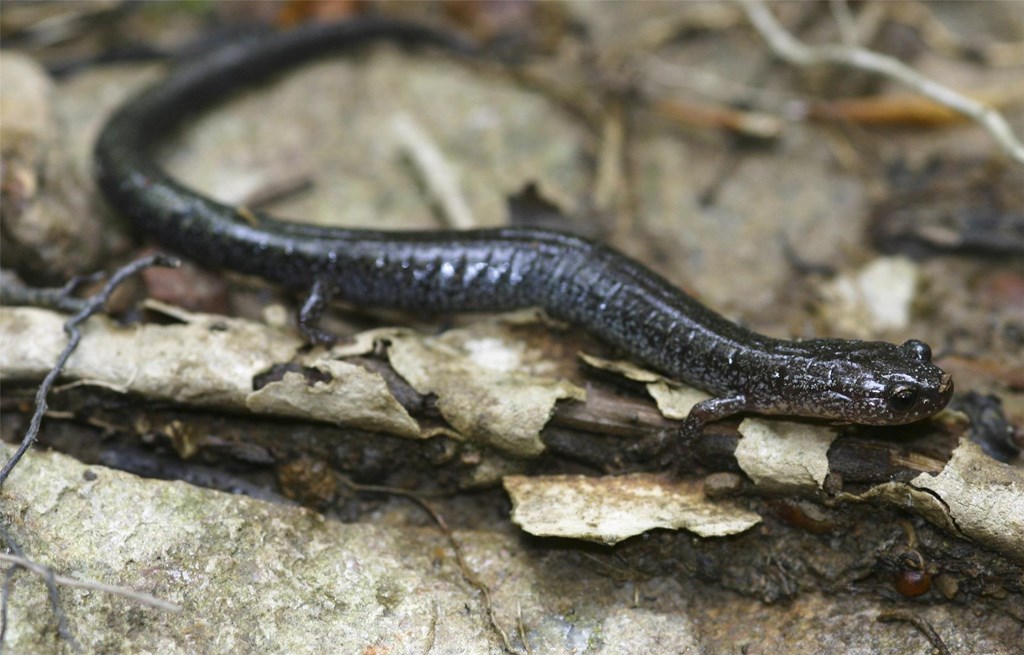 Lead-backed phase of a Red-backed Salamander Lead-backed phase of a Red-backed Salamander