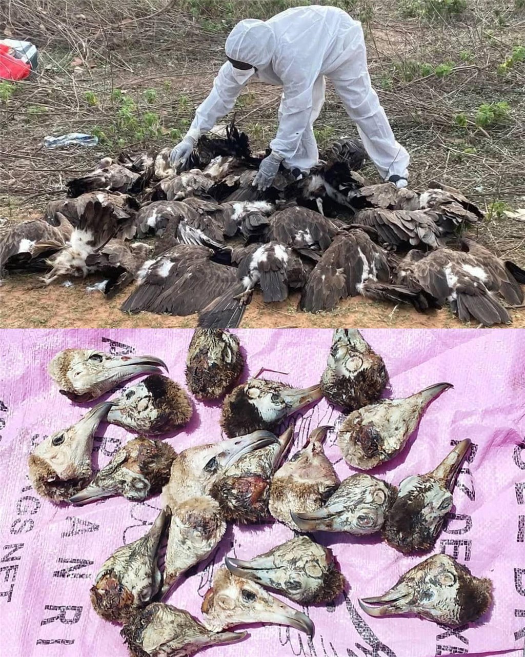 Corpses of Poisoned Hooded Vultures Recovered in The Gambia Corpses of Poisoned Hooded Vultures Recovered in The Gambia