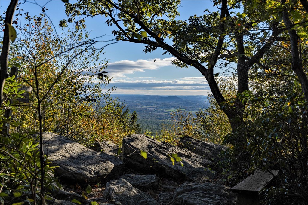 Lookout through the Trees