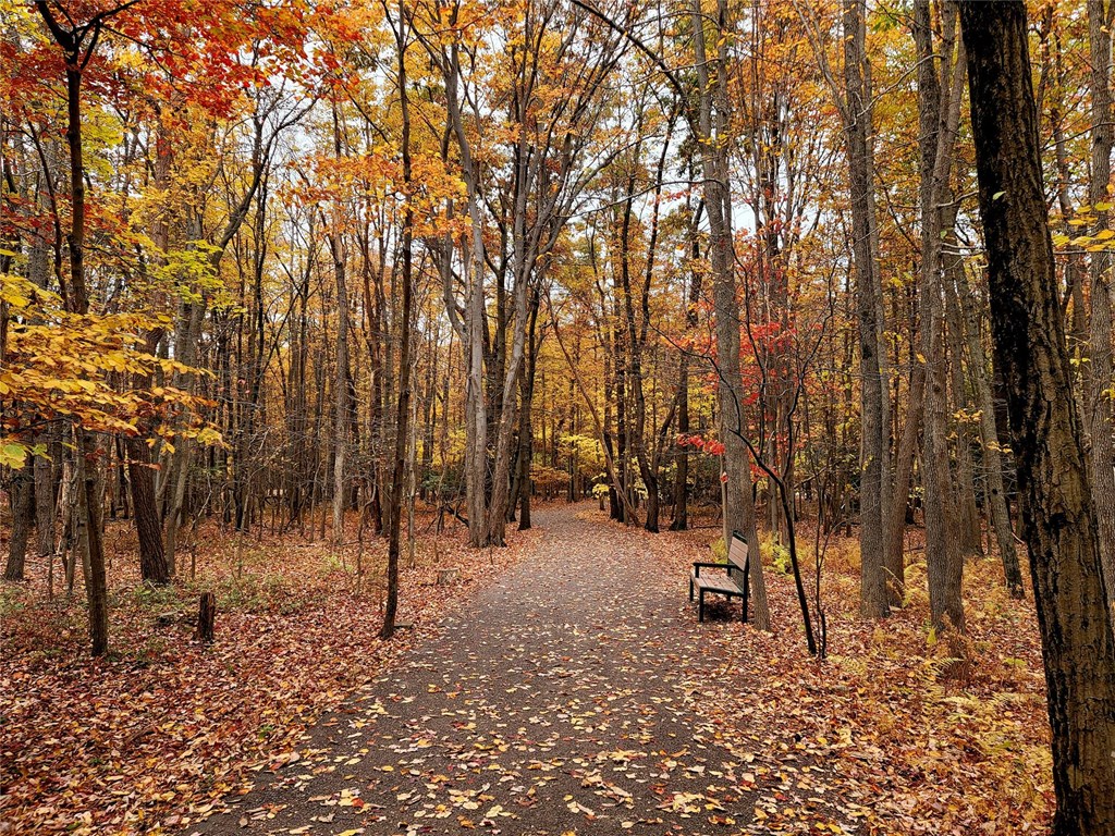 Trail in the Fall