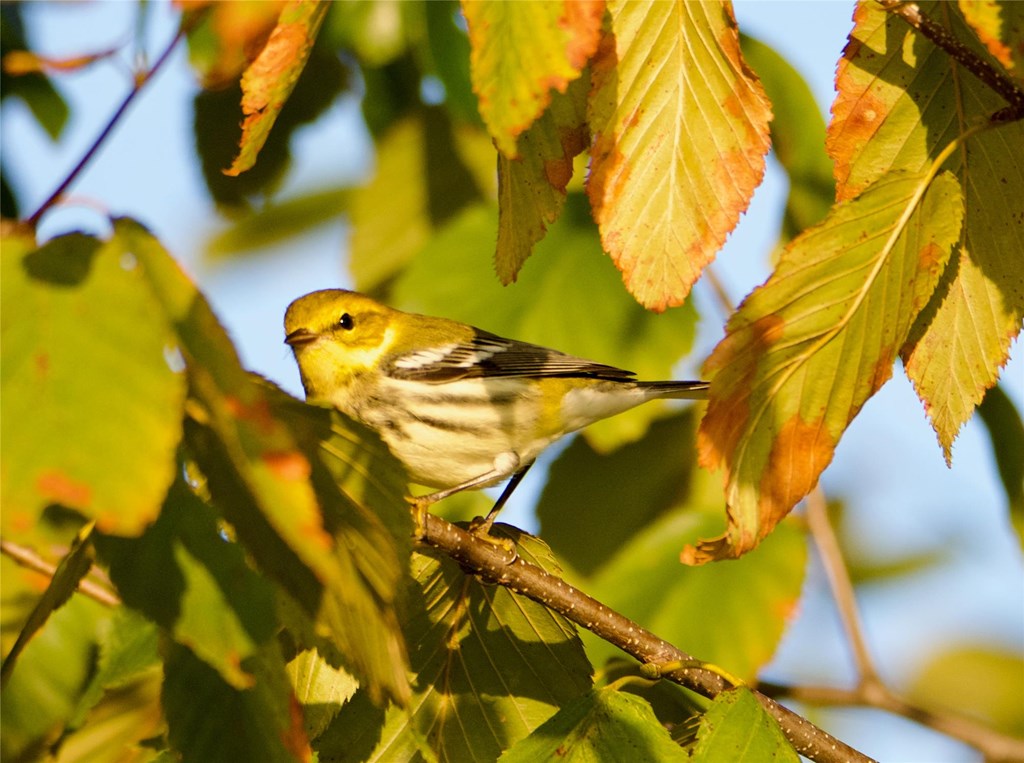 Yellow Warbler