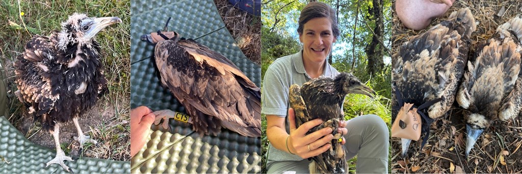 Tagging Young Egyptian Vultures in Spain Tagging Young Egyptian Vultures in Spain