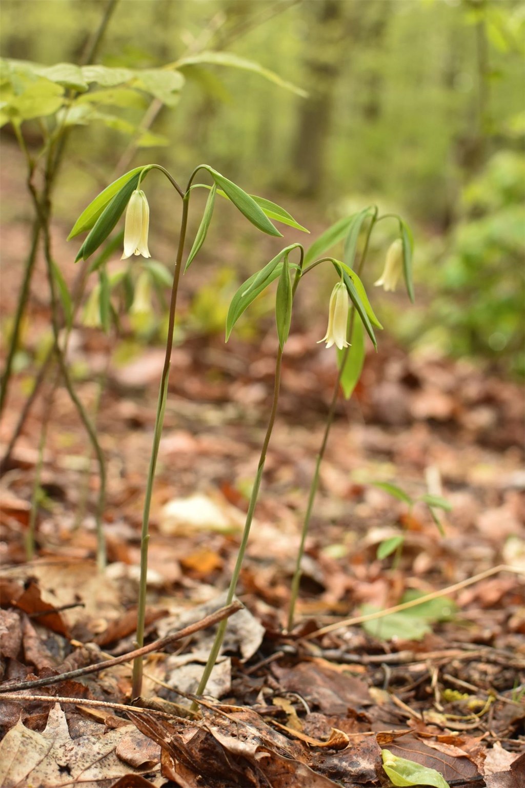 Sessile Bellwort in Bloom Sessile Bellwort in Bloom