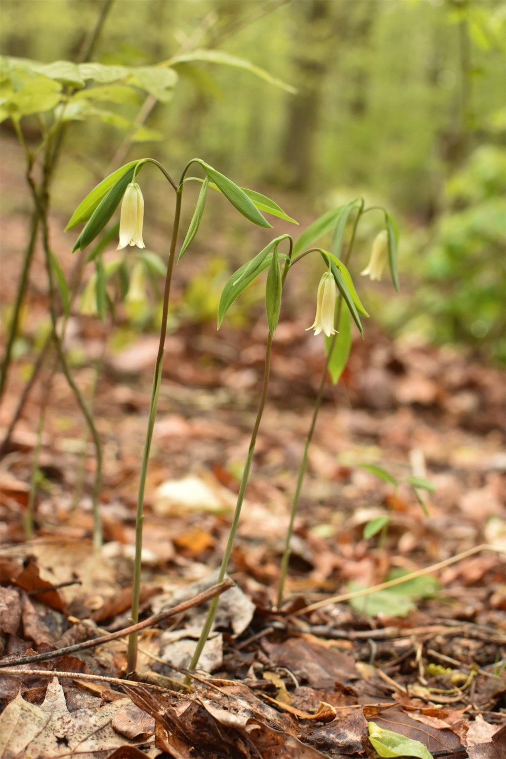 Sessile Bellwort in Bloom