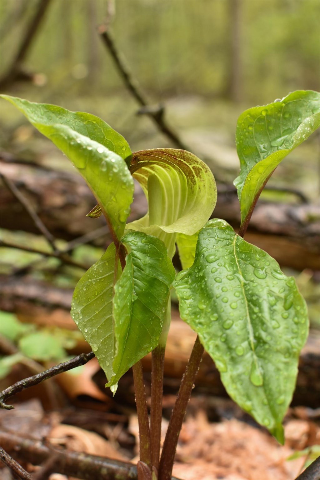 Jack-In-The-Pulpit Beginning to Bloom Jack-In-The-Pulpit Beginning to Bloom