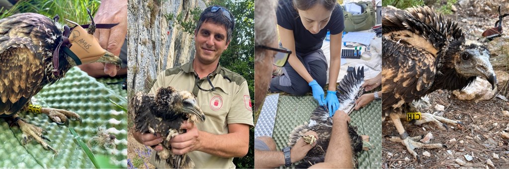 Processing Young Egyptian Vultures for Tagging Processing Young Egyptian Vultures for Tagging
