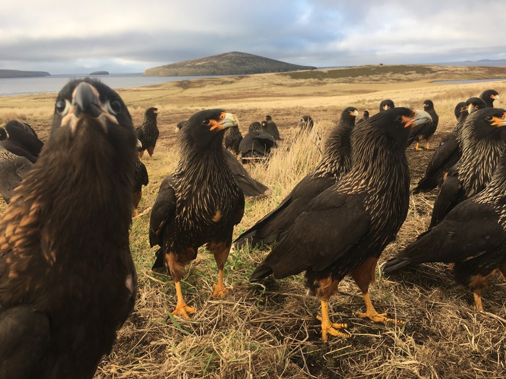 A juvenile striated caracara among a crowd of adults.