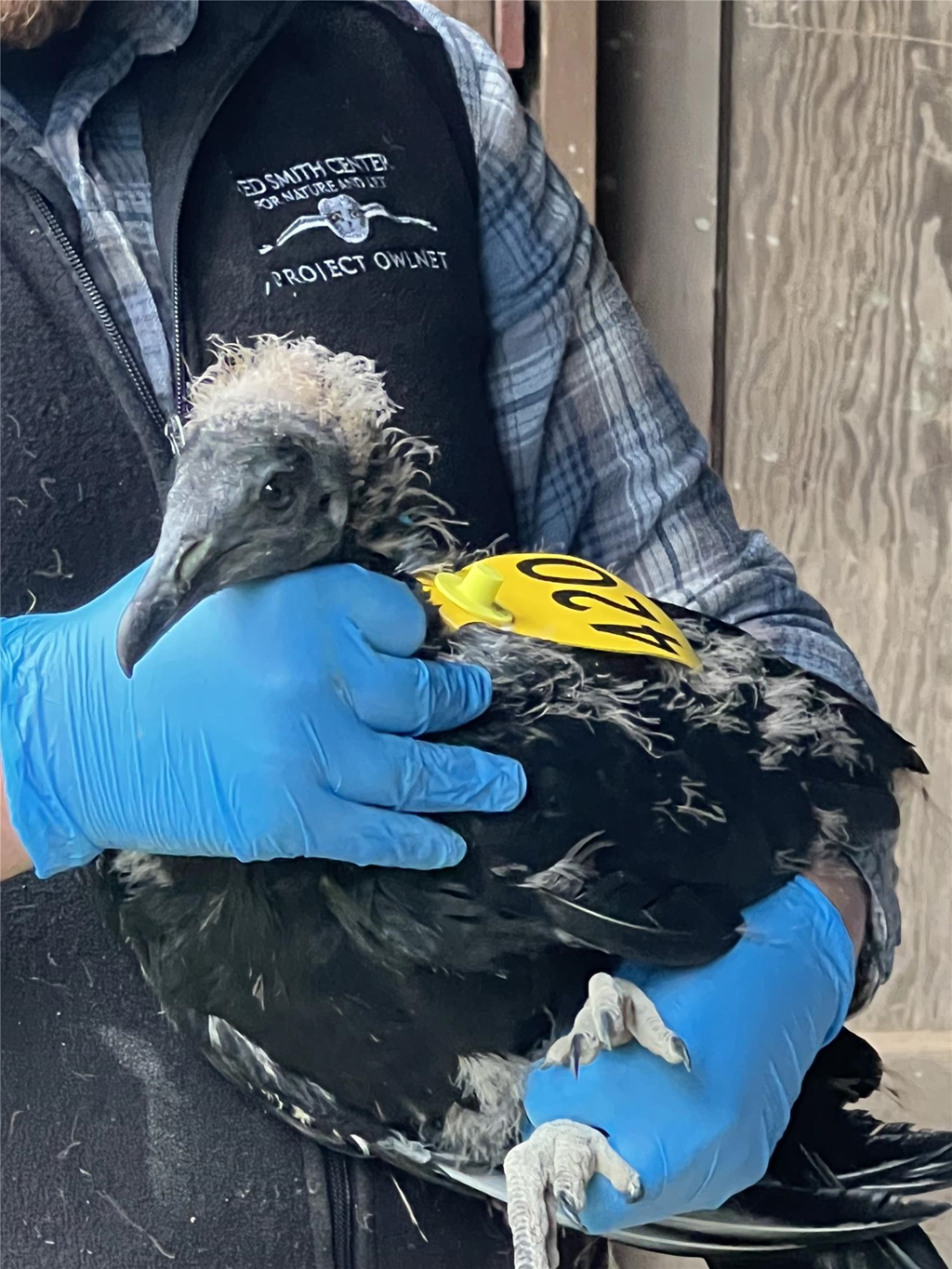 Bracken holding a locally tagged black vulture Bracken holding a locally tagged black vulture