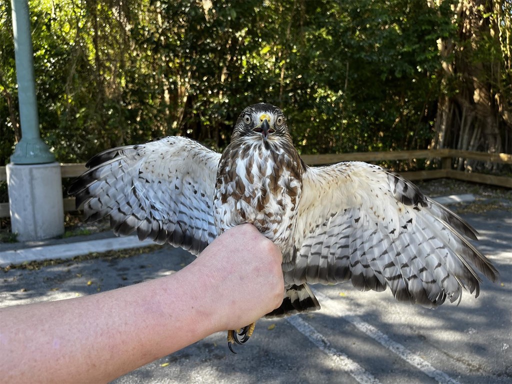 Rehabilitated Broadwing by Rebecca McCabe Rehabilitated Broadwing by Rebecca McCabe