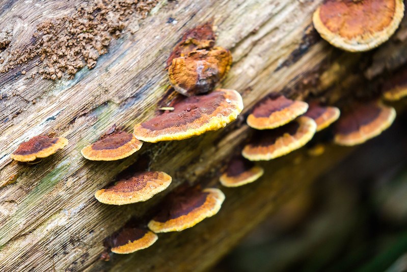 Mustard Yellow Polypore Fungi Occupying the Side of a Dead Tree