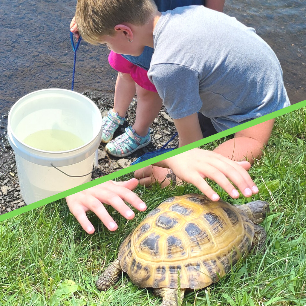 All About Animals Summer Camp All About Animals Summer Camp