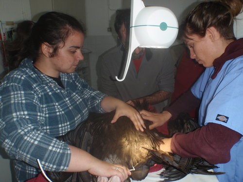 First vet visit for the vulture to assess the injury.