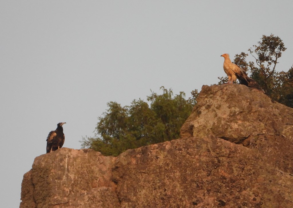 Photo of an adult and immature Egyptian Vulture from Acción por el Mundo Salvaje on Facebook Photo of an adult and immature Egyptian Vulture from Acción por el Mundo Salvaje on Facebook