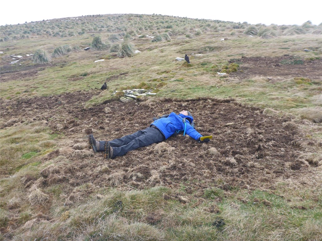 A pair of adult Johnny Rooks (pictured) had recently dug through this patch of land.