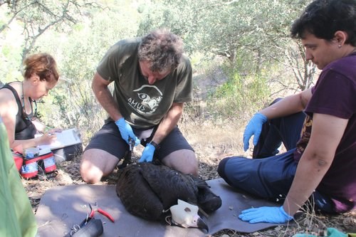 Alfonso and team tagging the vulture from the nest.