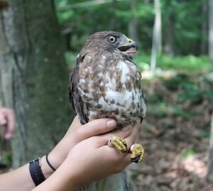 broadwing in hand