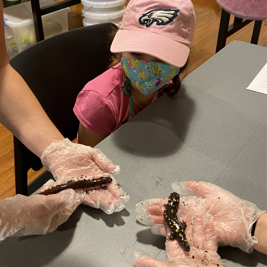 Camper looking at salamanders at summer camp Camper looking at salamanders at summer camp