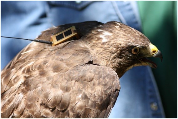 Abbo, Broadwing Close up of a tracking device on the back of a female broad-winged hawk