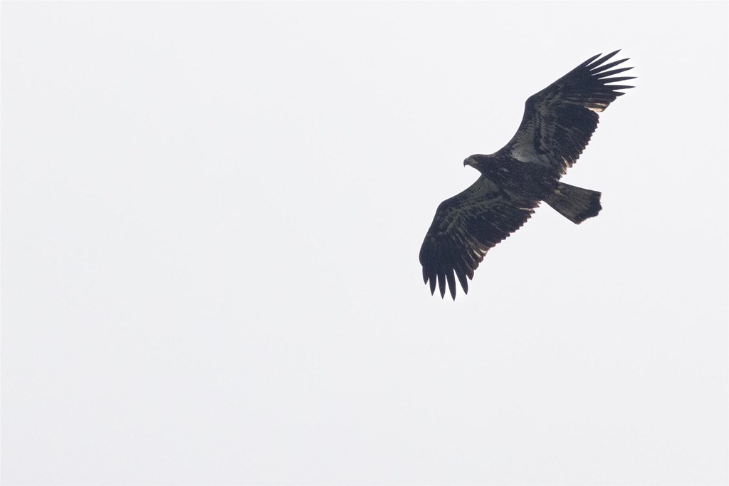 Immature Bald Eagle by Abigail Junge
