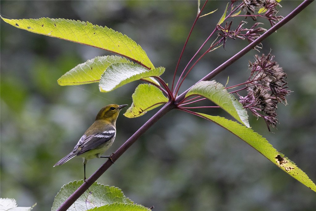 Black-throated Green Warbler by Abigail Junge