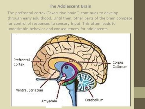 Adolescent brain