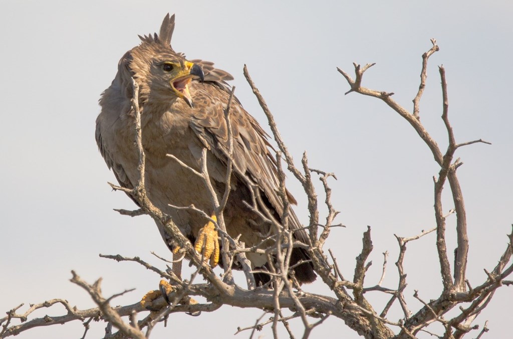 Adult Chaco Eagle Adult Chaco Eagle