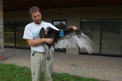 Alfonso with a tagged vulture Alfonso with a tagged vulture