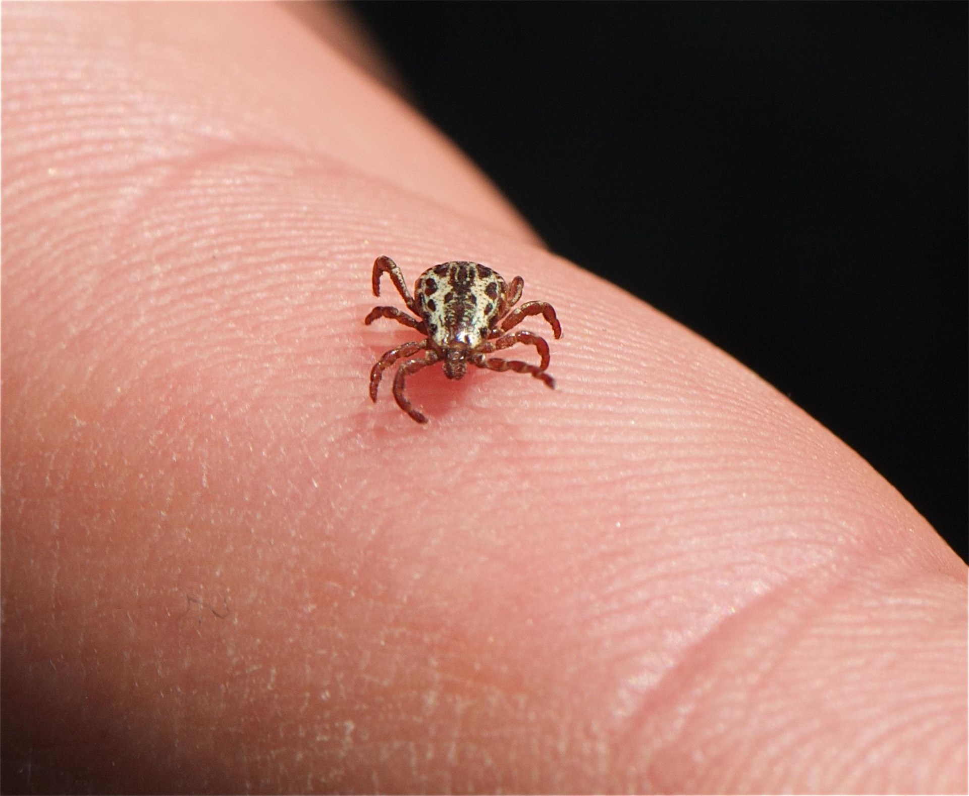 Invasive Insects and Bad Biters Invasive Insects and Bad Biters