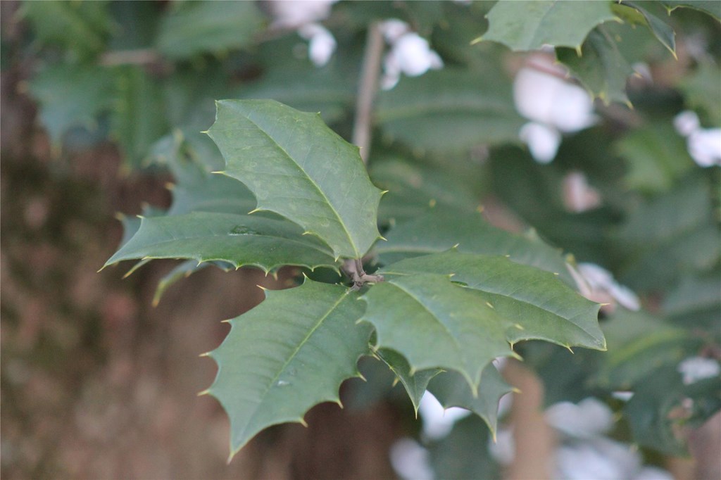 Close-Up of American Holly Leaves