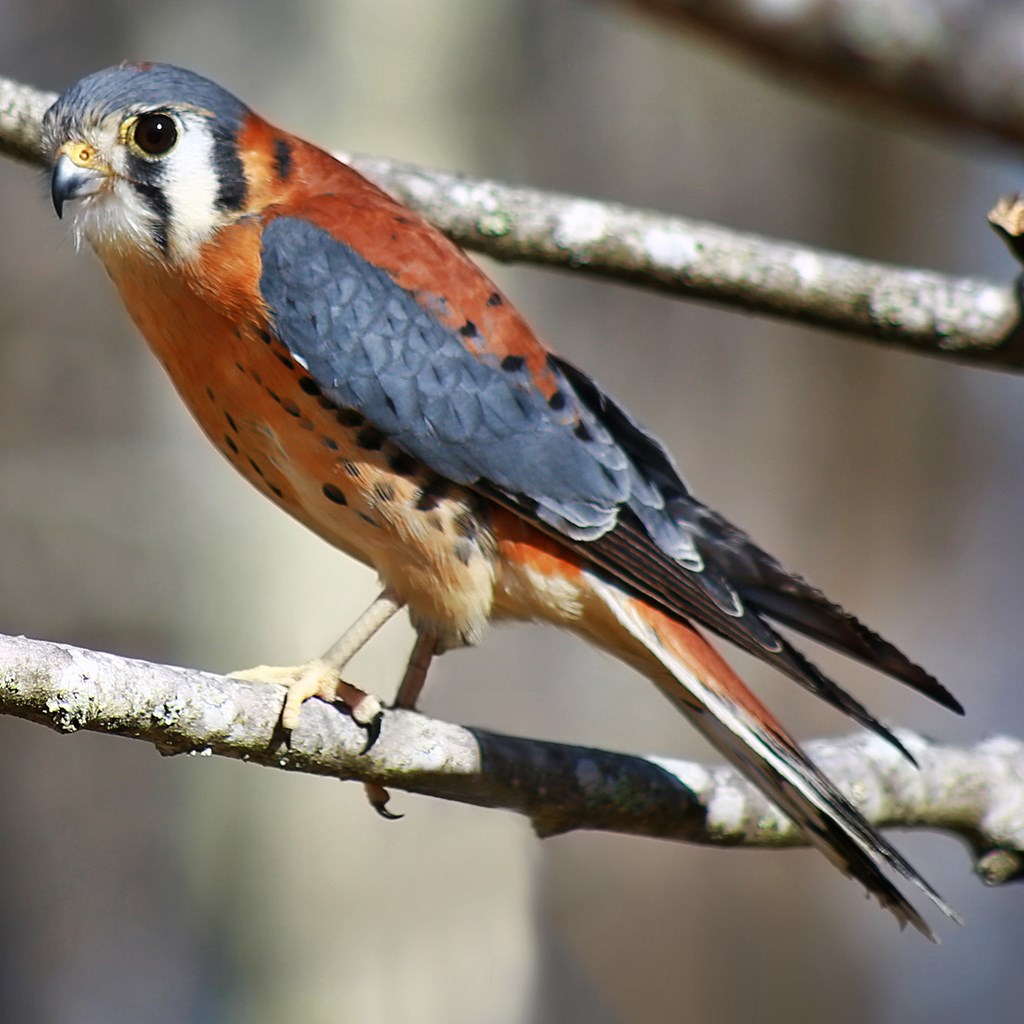 American Kestrel