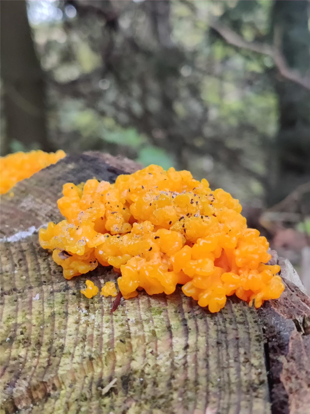 Witches’ Butter, Amy Labella