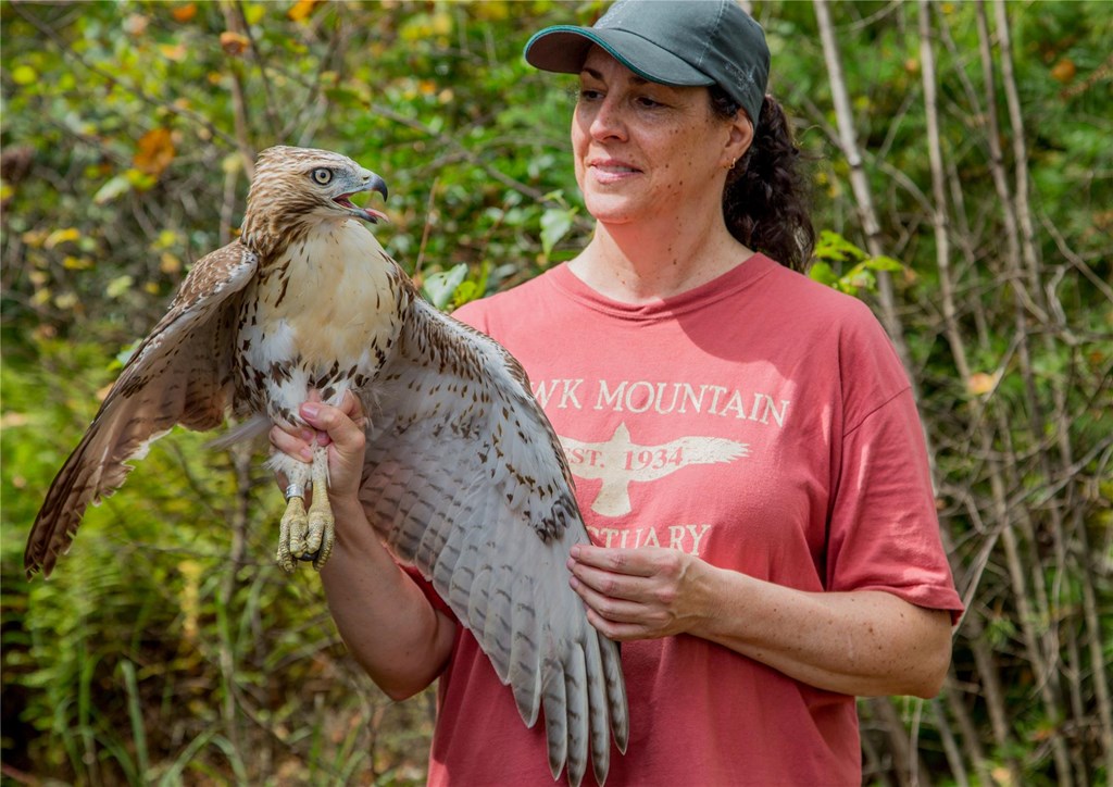 Amy holding a red-tailed hawk at the Raptor Field Techniques Course