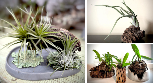 Hatch Plants Hatch Plants