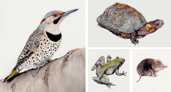 Watercolor Paintings by Odessa Mark