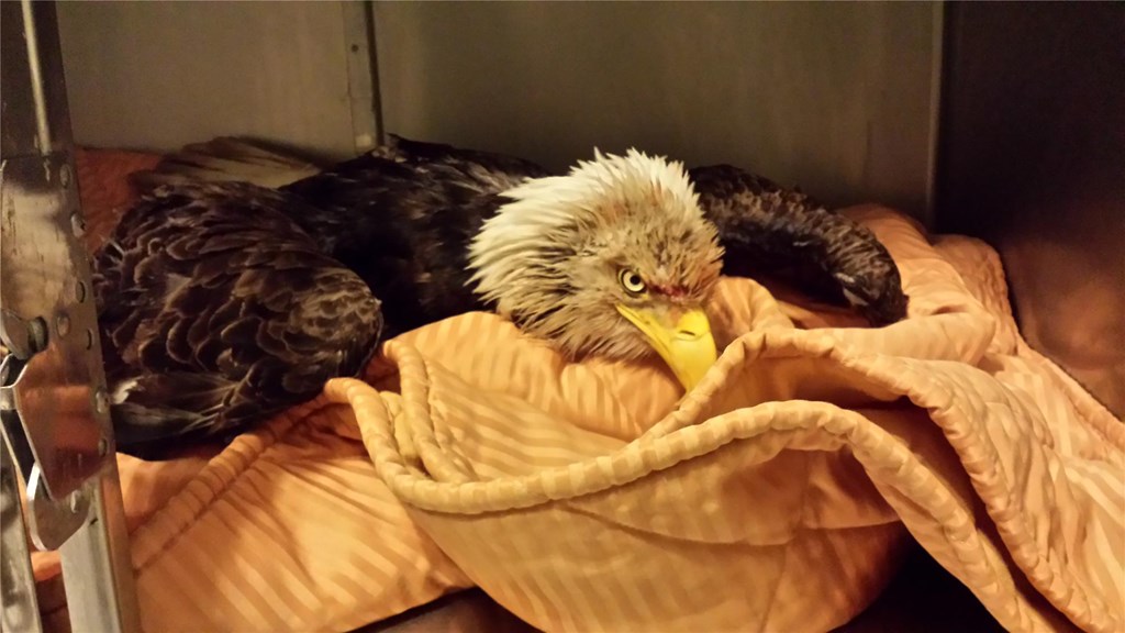 Bald eagle with lead poisoning