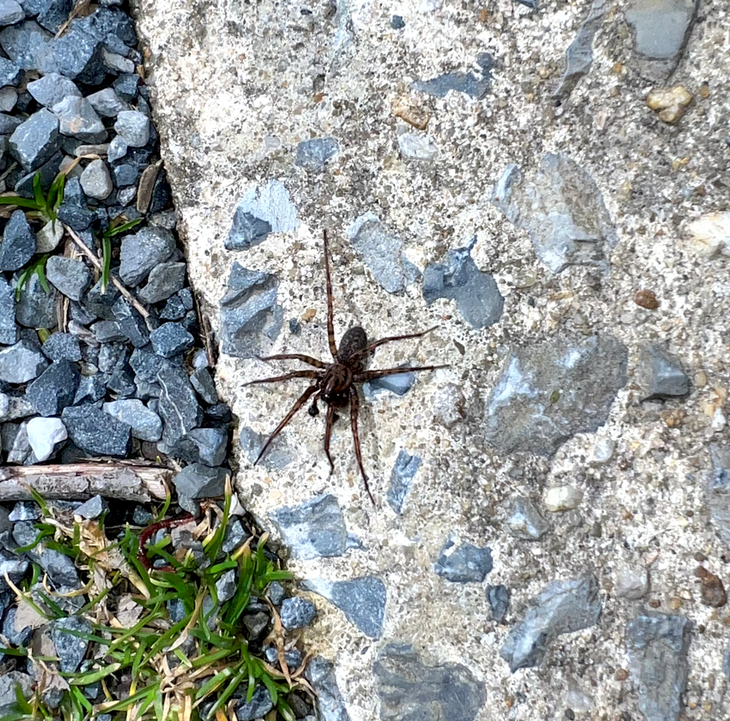 barn funnel weaver spider by Laura berry