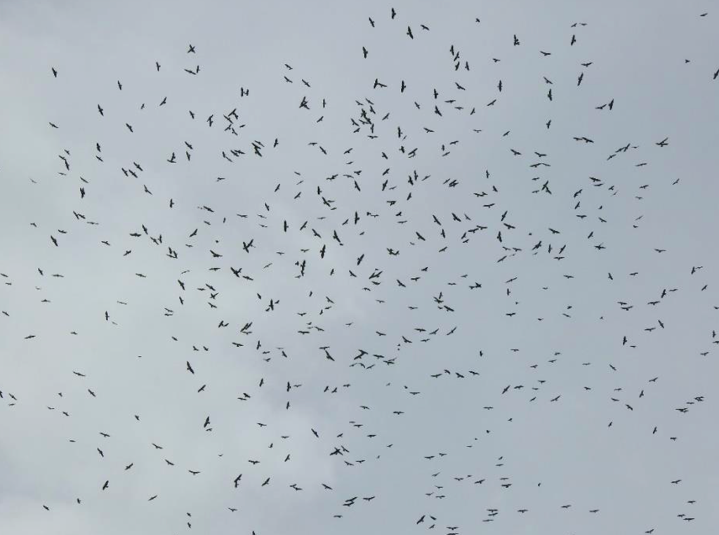 Flock of Broad-winged and Swainson’s hawks over Antioquia, Colombia Flock of Broad-winged and Swainson’s hawks over Antioquia, Colombia
