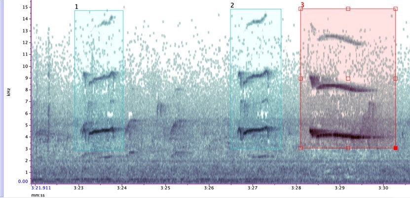 Spectogram shows sounds of chicks versus adult broadwings