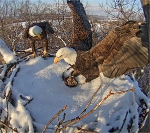 Bald Eagle Bald Eagle