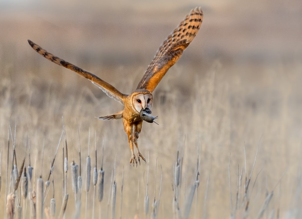 Barn Owl in Flight with Rodent Prey