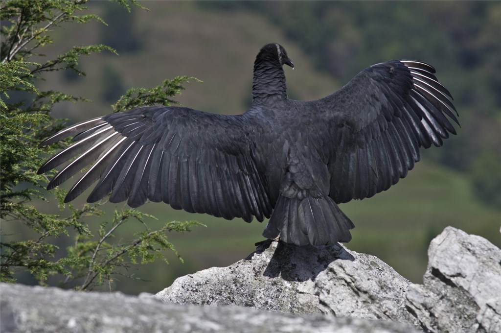 Black vulture extending wings to dry while perched on a boulder