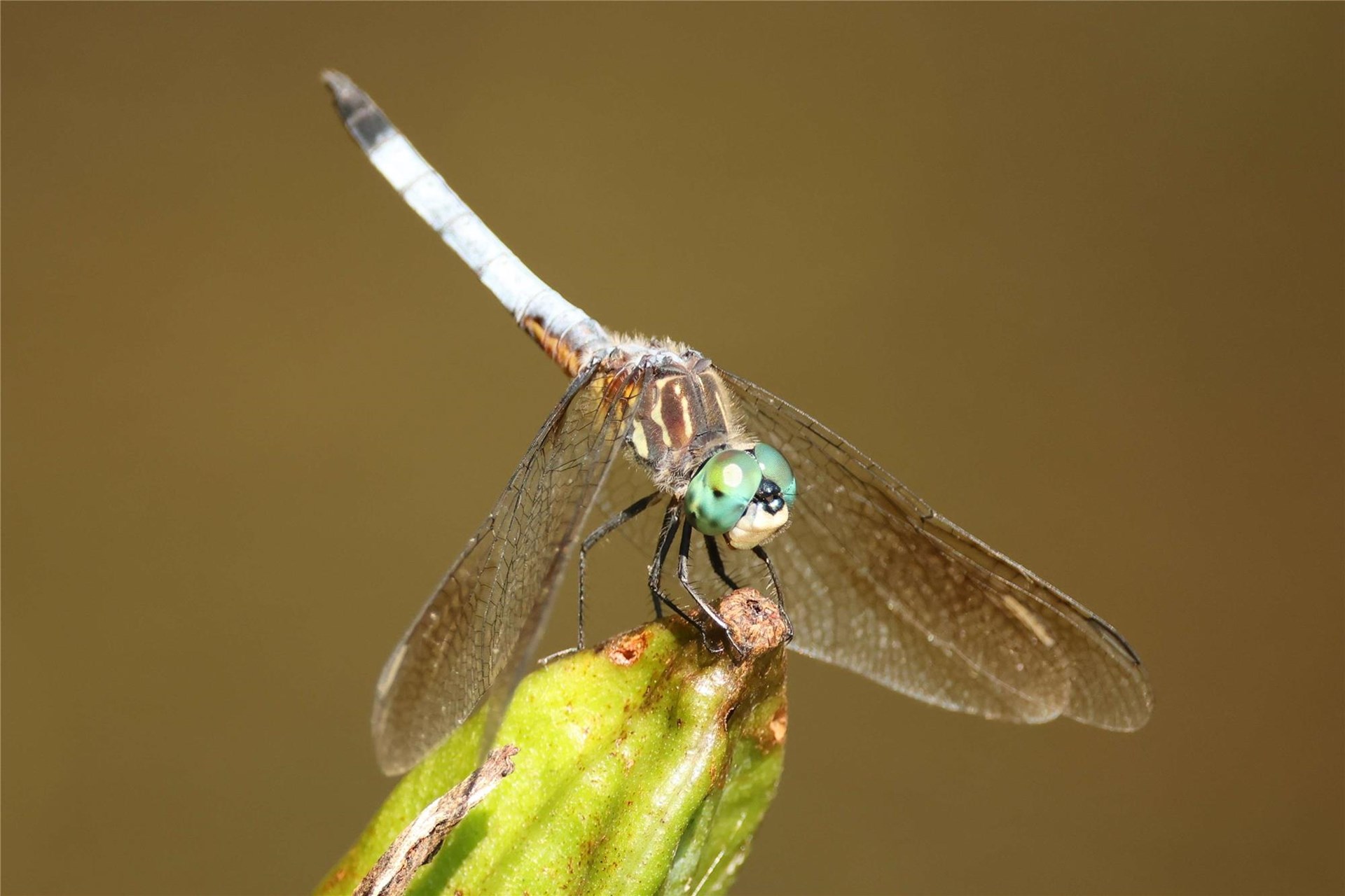 Dragonfly and Damselfly Identification and Natural History for Beginners